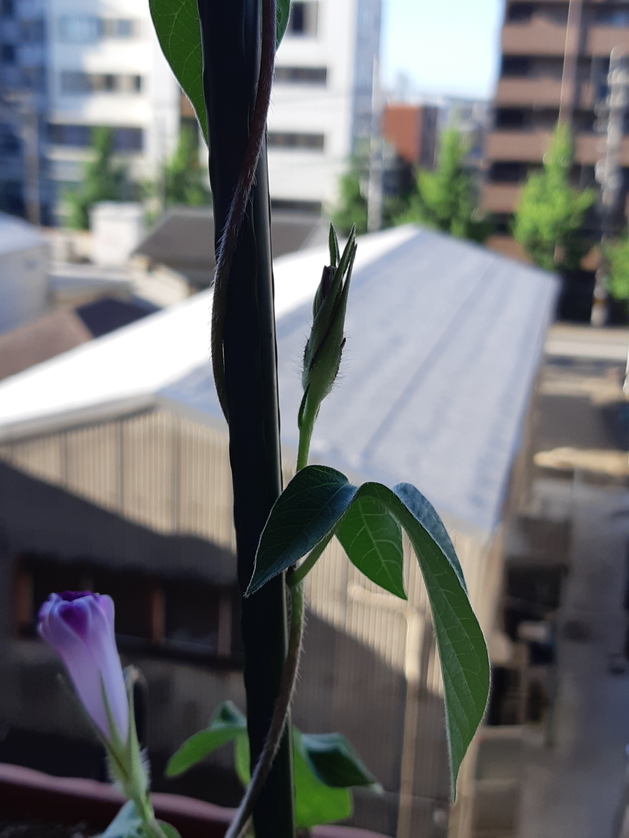 f:id:mukumukumu:20210719065944j:plain