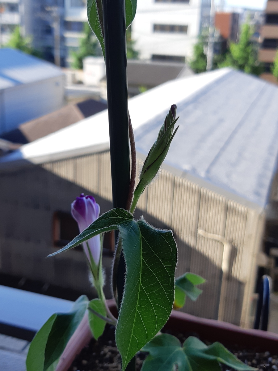 f:id:mukumukumu:20210719070012j:plain