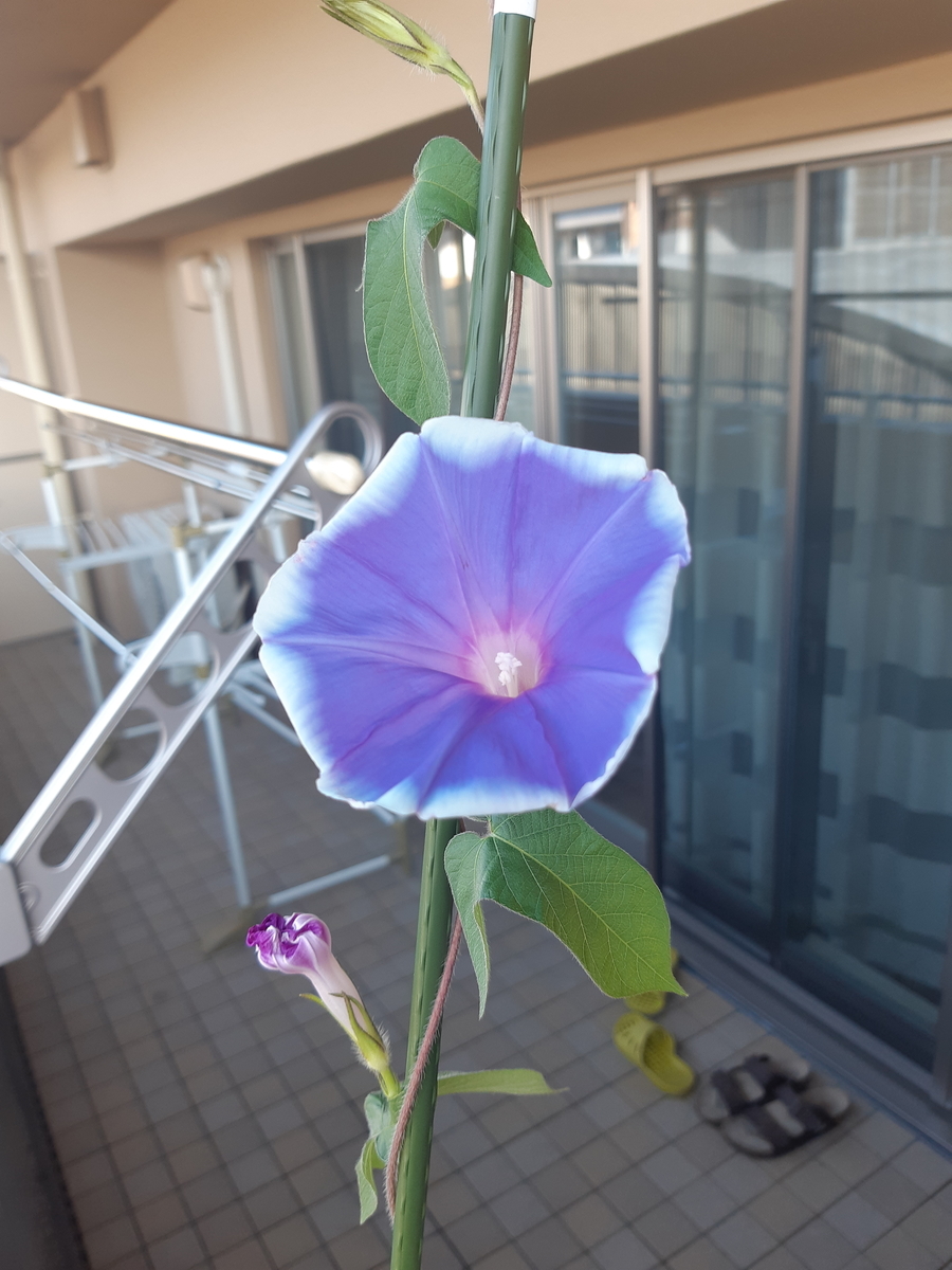 f:id:mukumukumu:20210720065852j:plain