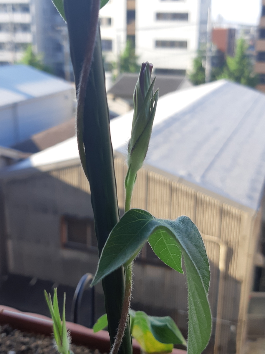 f:id:mukumukumu:20210720065928j:plain
