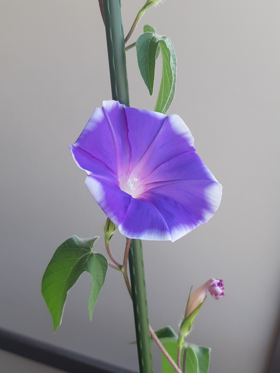 f:id:mukumukumu:20210720070035j:plain