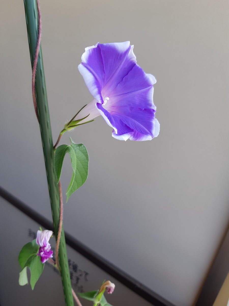 f:id:mukumukumu:20210721080042j:plain
