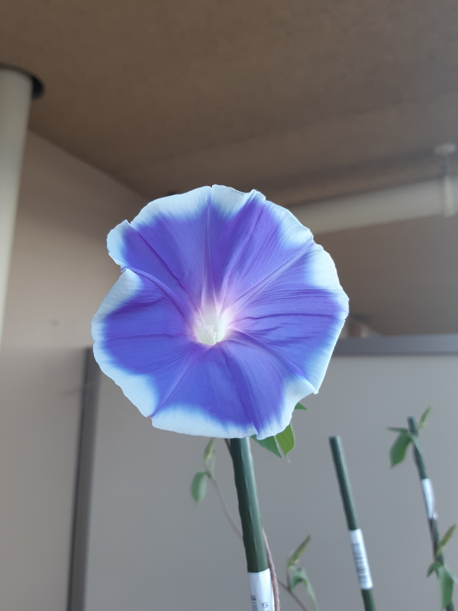 f:id:mukumukumu:20210722082430j:plain