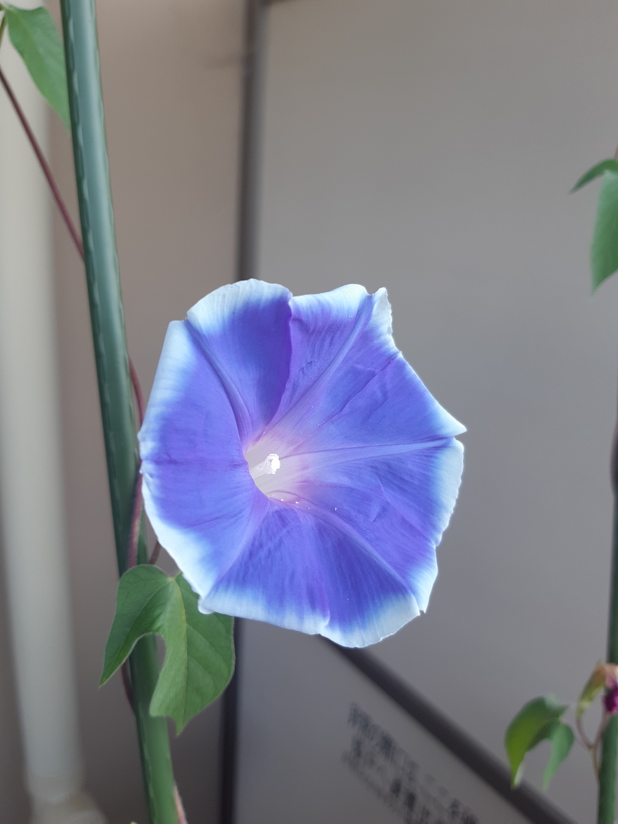 f:id:mukumukumu:20210722082609j:plain