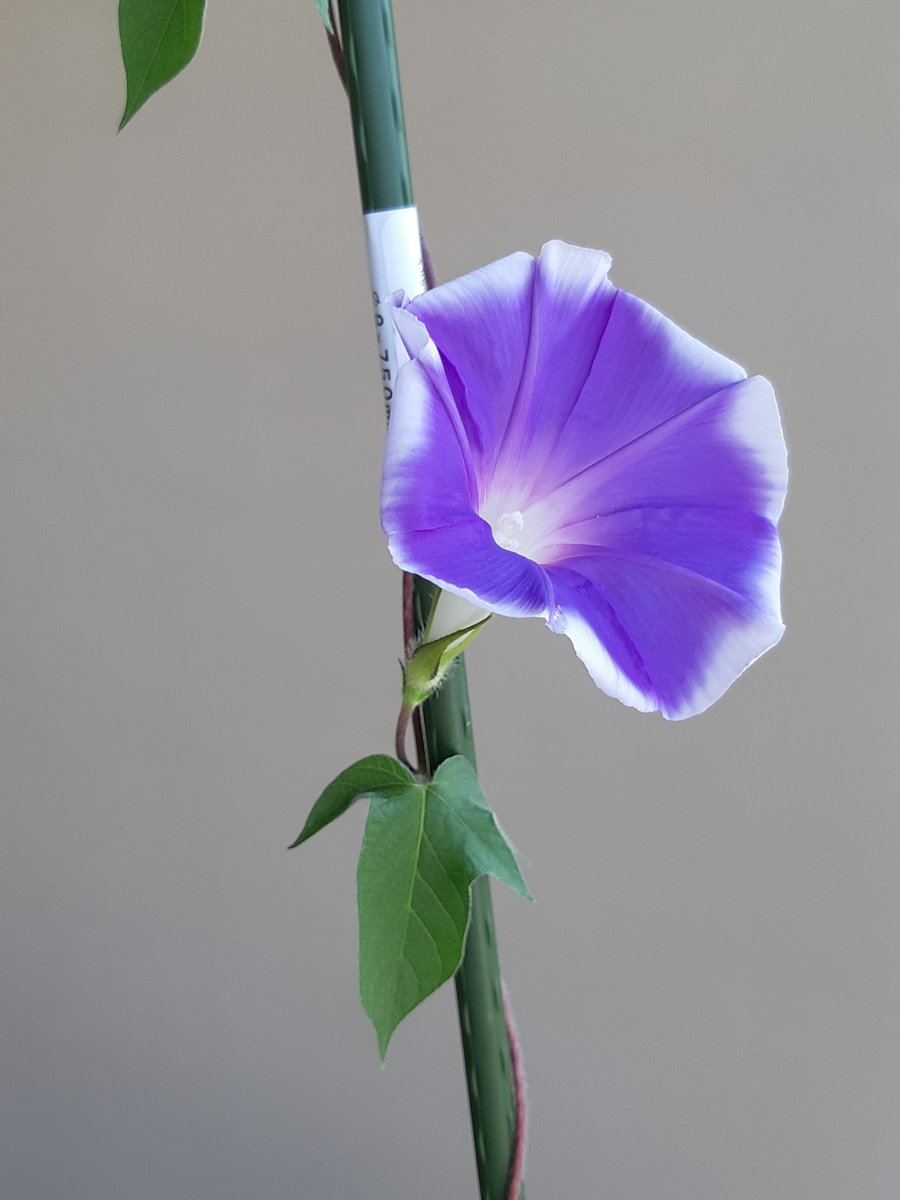 f:id:mukumukumu:20210723083618j:plain