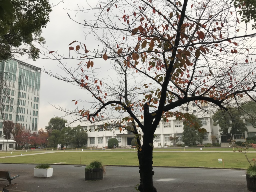 大阪市立大学合気道部の廃部について 椋箚記