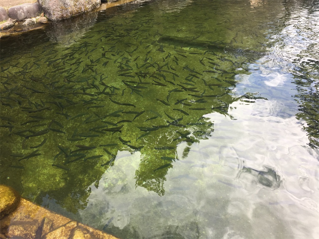 f:id:mukusaishin:20190710220648j:image f:id:mukusaishin:20190710220648j:image