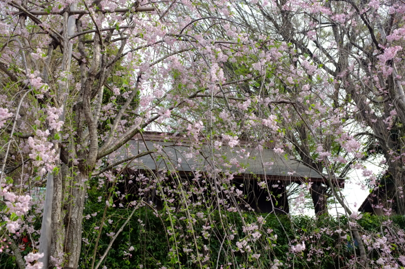 f:id:multila:20160406160443j:image f:id:multila:20160406160443j:image