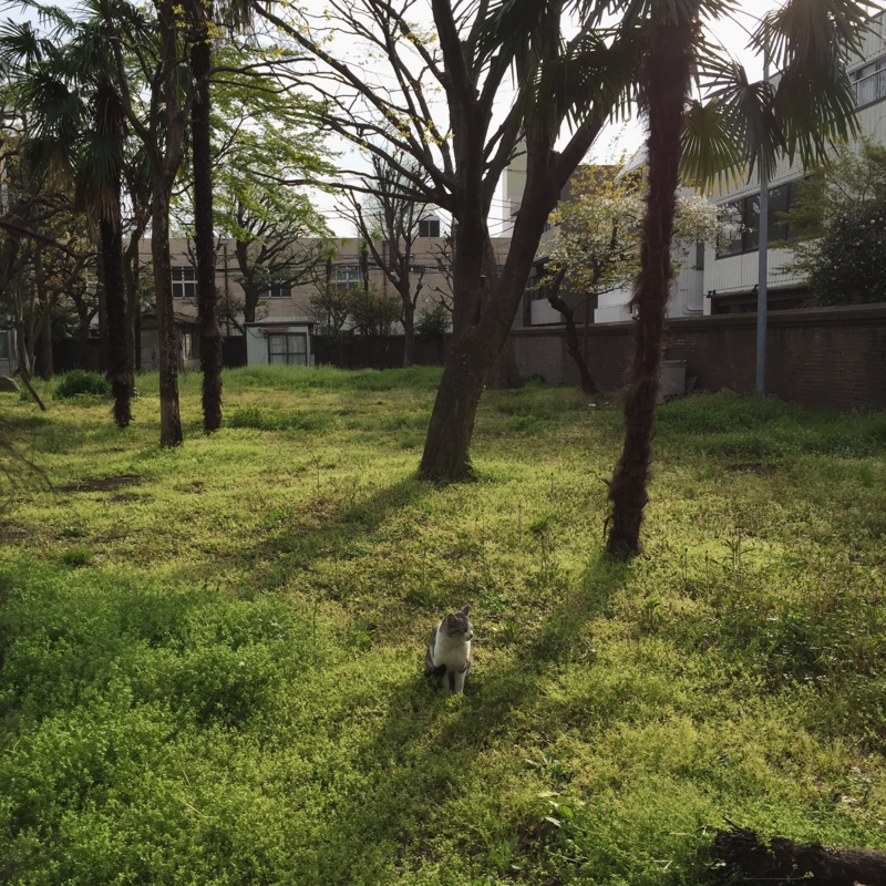 f:id:multila:20160406215930j:image:w650 f:id:multila:20160406215930j:image:w650
