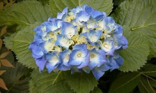 f:id:mumemume8:20180521070955j:image