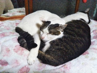 f:id:mumemume8:20190611073207j:image