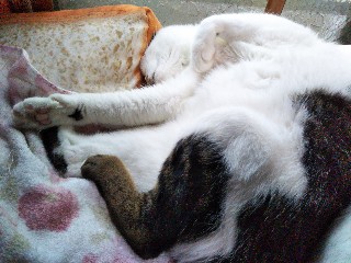 f:id:mumemume8:20190622075943j:image