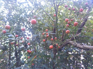 f:id:mumemume8:20191106084818j:image