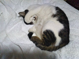 f:id:mumemume8:20191127053902j:image