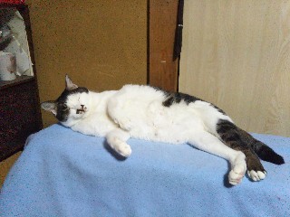 f:id:mumemume8:20200204052818j:image