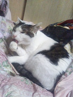 f:id:mumemume8:20200214054315j:image