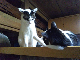 うんにゃ ちまちま日記 うんにゃ ちまちま日記