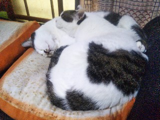 f:id:mumemume8:20200329064942j:image