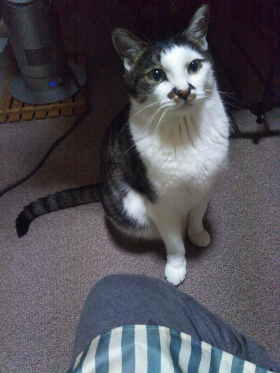 f:id:mumemume8:20200701054532j:plain