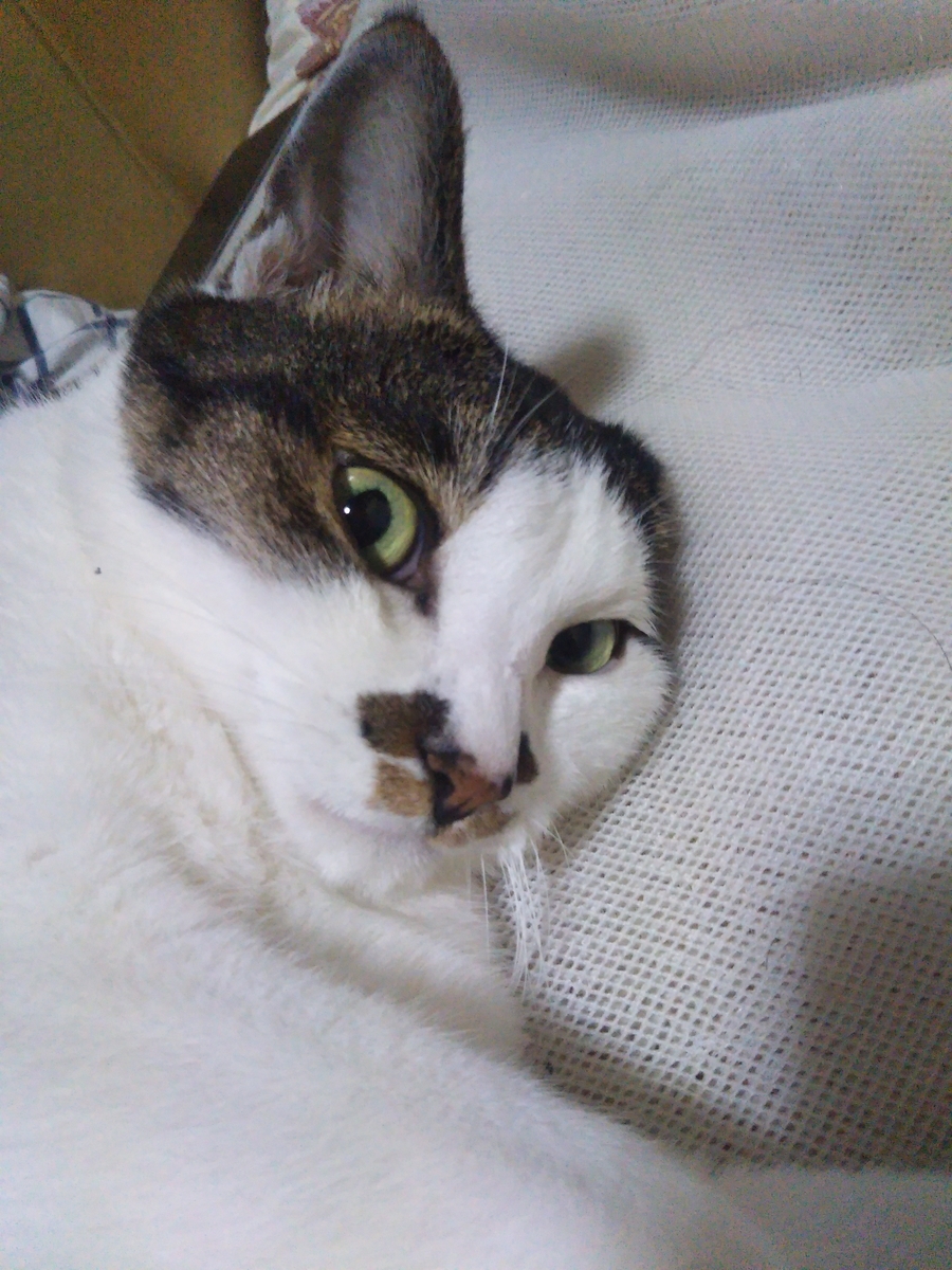 f:id:mumemume8:20200703060616j:plain