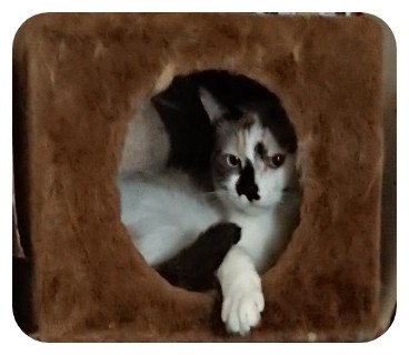 f:id:mumitiyoko11:20180713032142j:plain f:id:mumitiyoko11:20180713032142j:plain