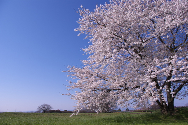 f:id:mumu_ks:20100408081021j:plain f:id:mumu_ks:20100408081021j:plain
