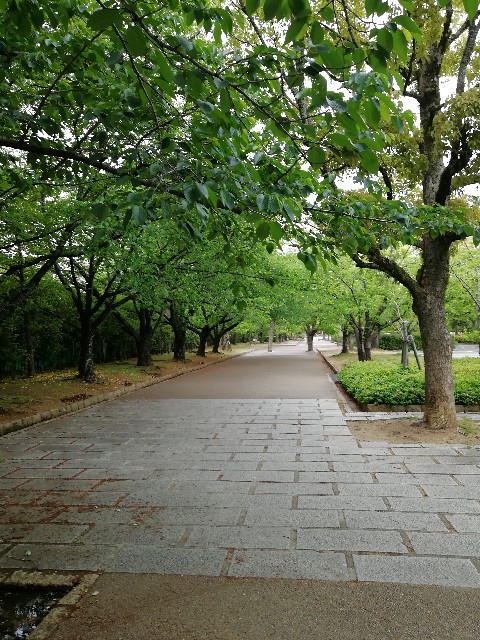 f:id:mumuhiromu:20200509155849j:image