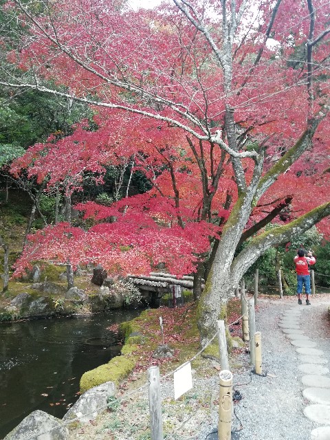 f:id:mumuhiromu:20201122194216j:image