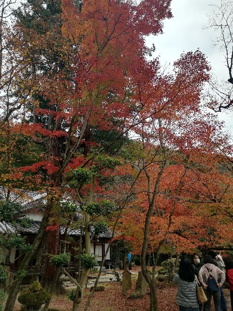 f:id:mumuhiromu:20201122194242j:image