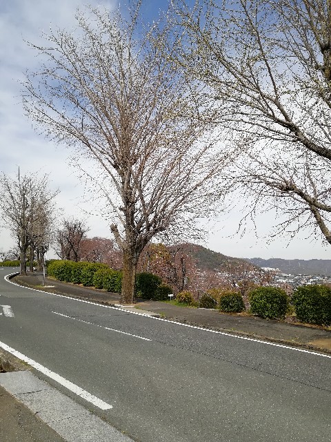 f:id:mumuhiromu:20210327175148j:image