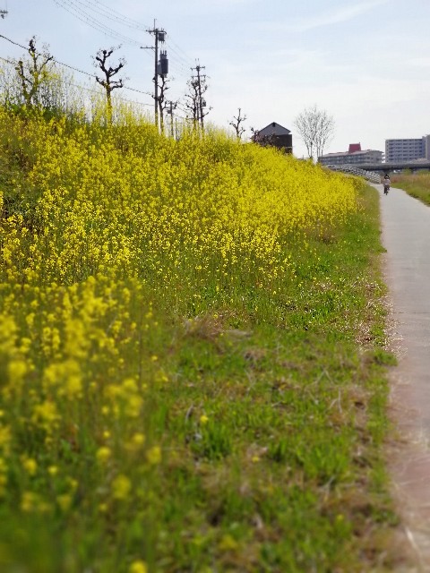 f:id:mumuhiromu:20210327204200j:image