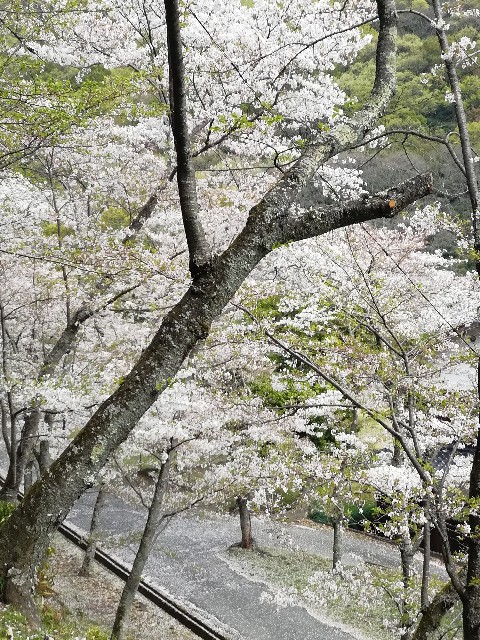 f:id:mumuhiromu:20210403215556j:image