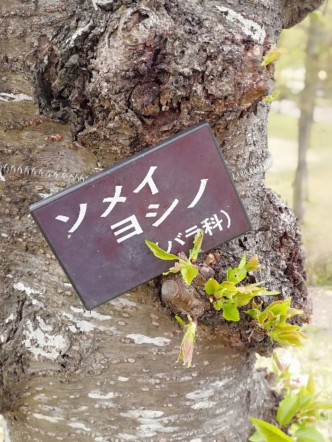 f:id:mumuhiromu:20210403221243j:image