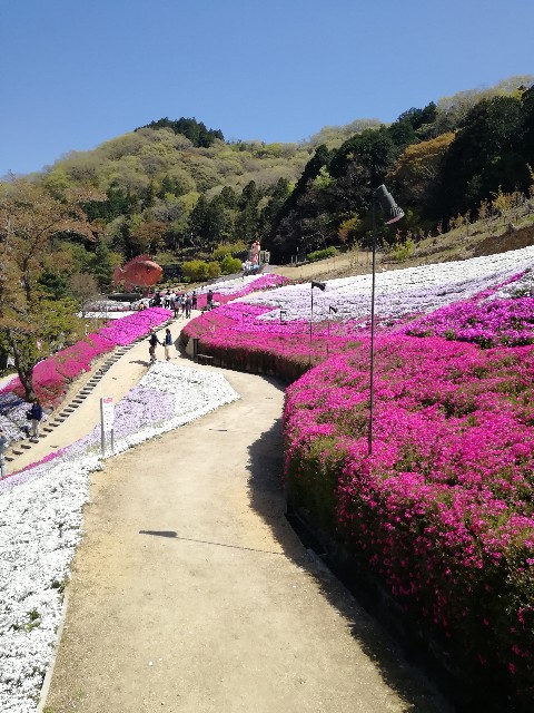 f:id:mumuhiromu:20210411171545j:image