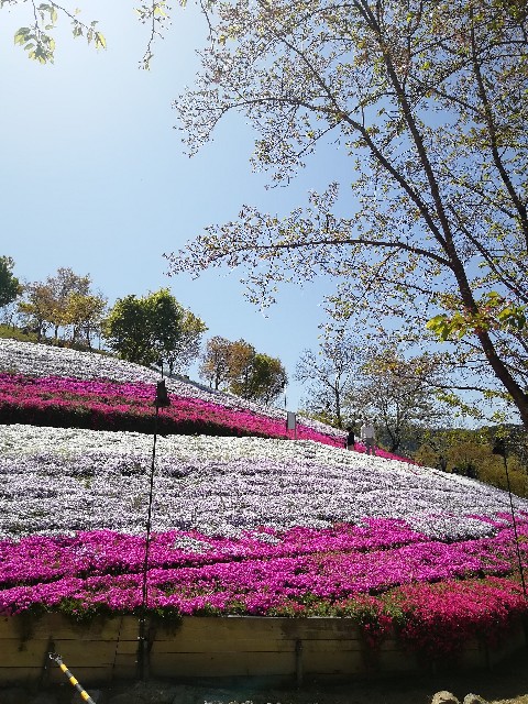 f:id:mumuhiromu:20210411171602j:image