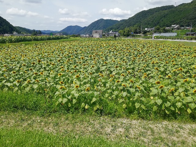 f:id:mumuhiromu:20210724221926j:image