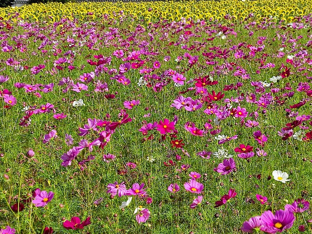 f:id:mumuhiromu:20211010142937j:image f:id:mumuhiromu:20211010142937j:image