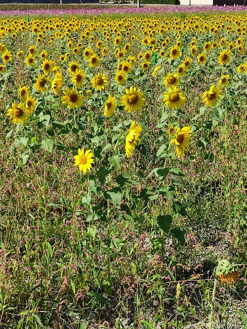 f:id:mumuhiromu:20211010143035j:image f:id:mumuhiromu:20211010143035j:image