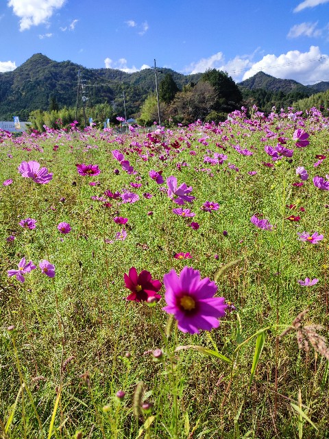 f:id:mumuhiromu:20211010143100j:image f:id:mumuhiromu:20211010143100j:image