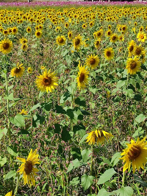 f:id:mumuhiromu:20211010143148j:image f:id:mumuhiromu:20211010143148j:image