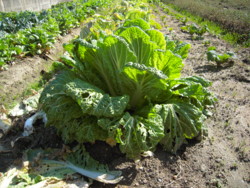 f:id:munakatapower:20100203133827j:image f:id:munakatapower:20100203133827j:image