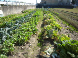 f:id:munakatapower:20100203133838j:image f:id:munakatapower:20100203133838j:image