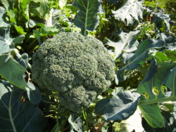 f:id:munakatapower:20100203133859j:image f:id:munakatapower:20100203133859j:image
