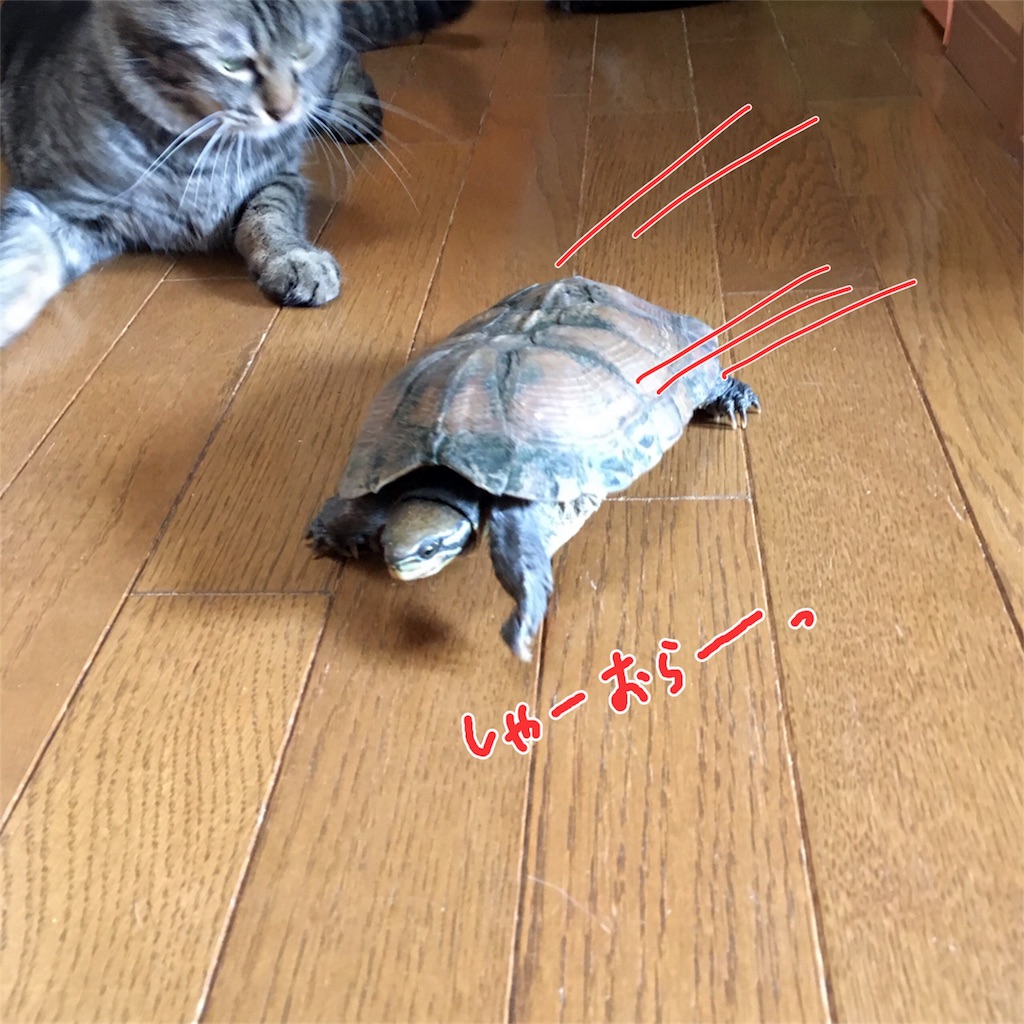 f:id:munazouchan48:20170610112425j:image