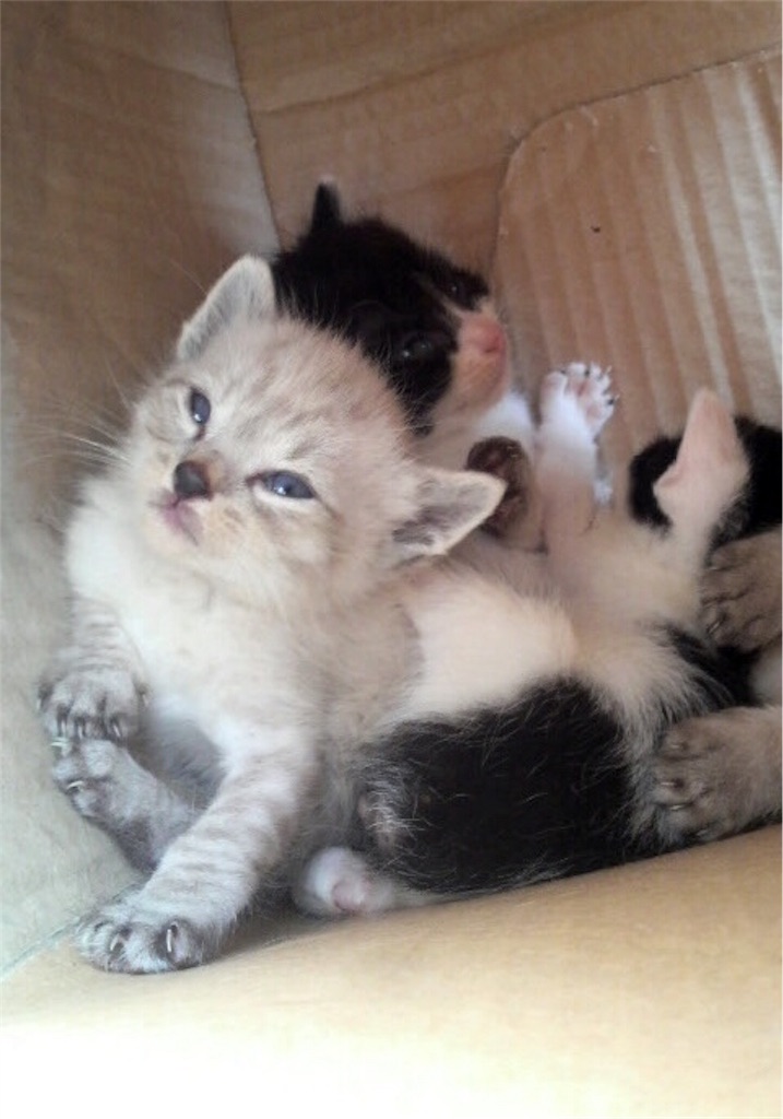 f:id:munazouchan48:20170610154031j:image