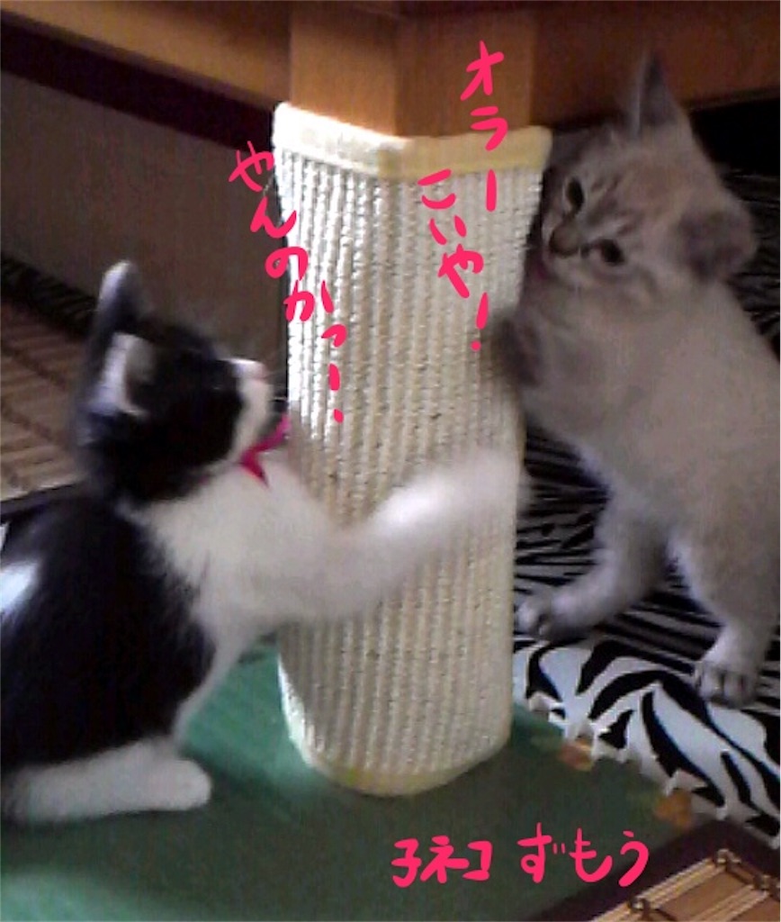 f:id:munazouchan48:20170610154347j:image