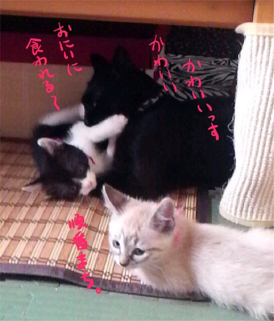 f:id:munazouchan48:20170610154418j:image