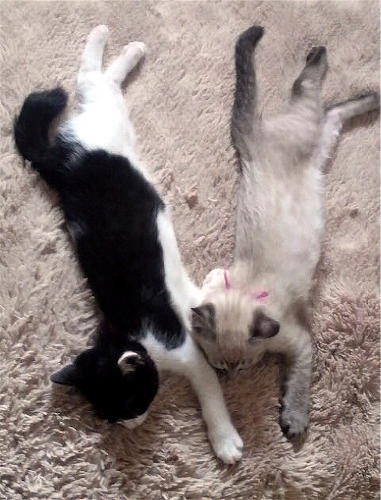 f:id:munazouchan48:20170610154511j:image