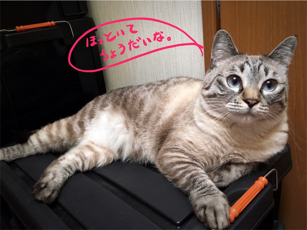 f:id:munazouchan48:20170610154717j:image