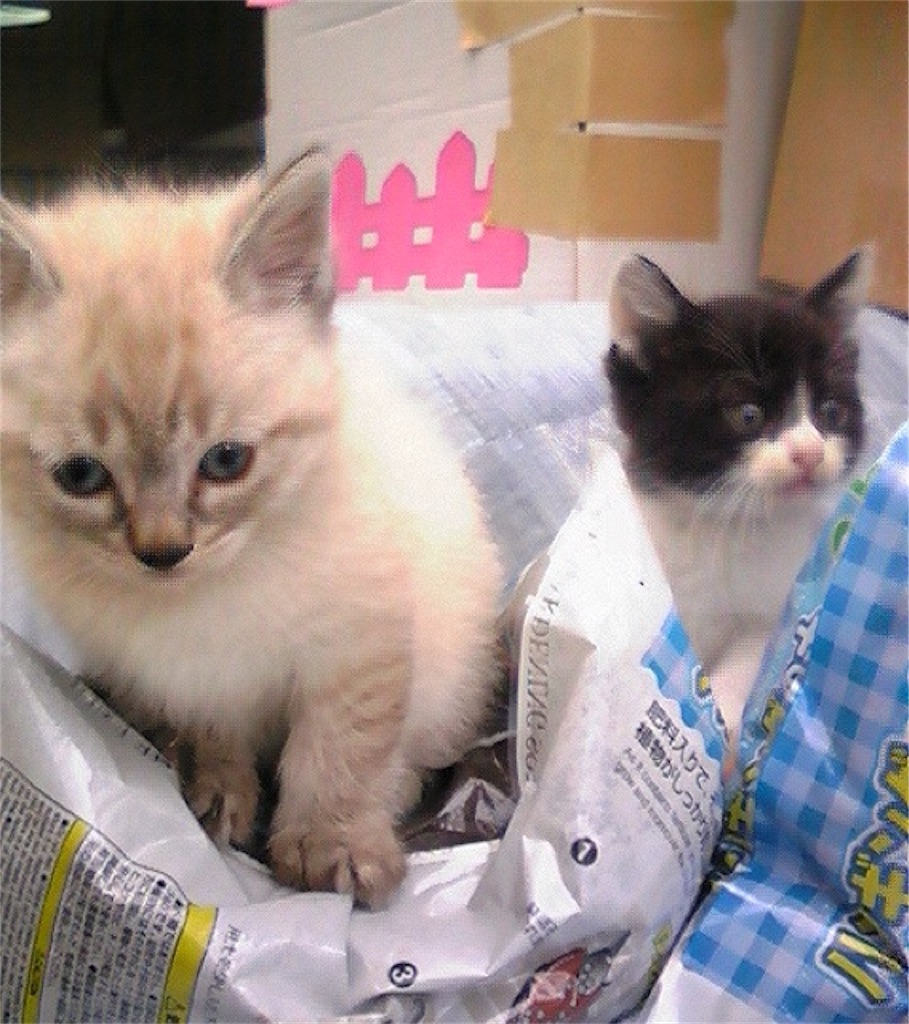 f:id:munazouchan48:20170610160237j:image